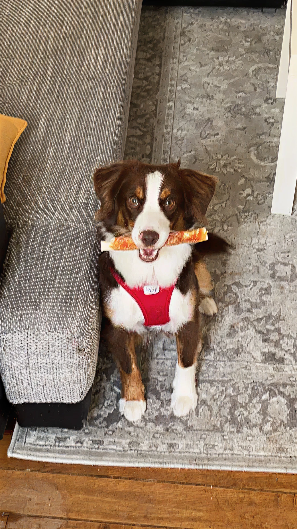 La mascotte du studio